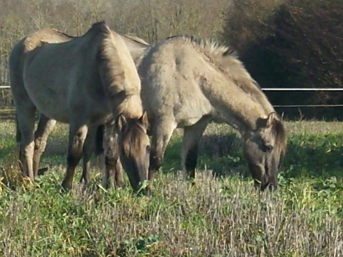 Filou et Milou