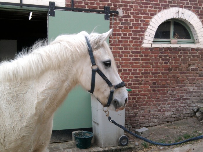 Mon loulou apres une sance de dressage