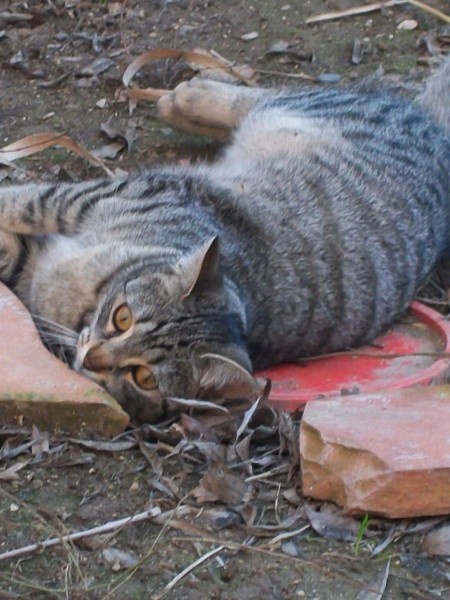 mon autre chat qui d'environt 1 ans cailloux