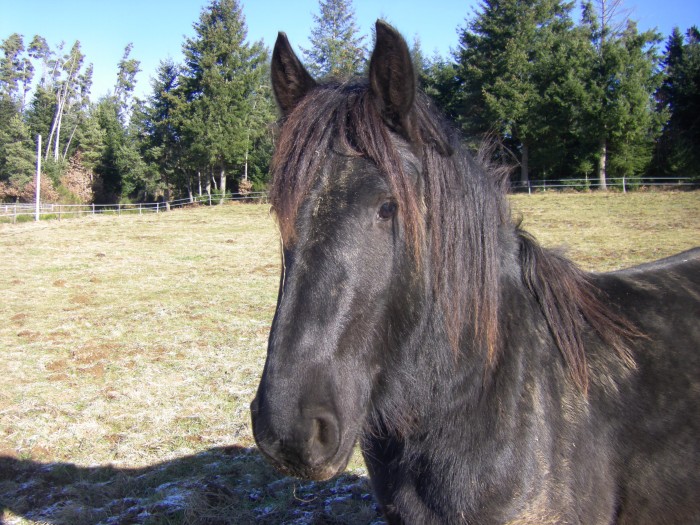 Django en mode hiver mais sous le soleil