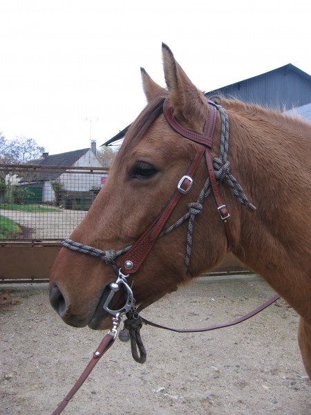 Bridon une oreille