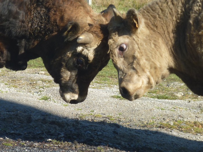 le salut des vaches