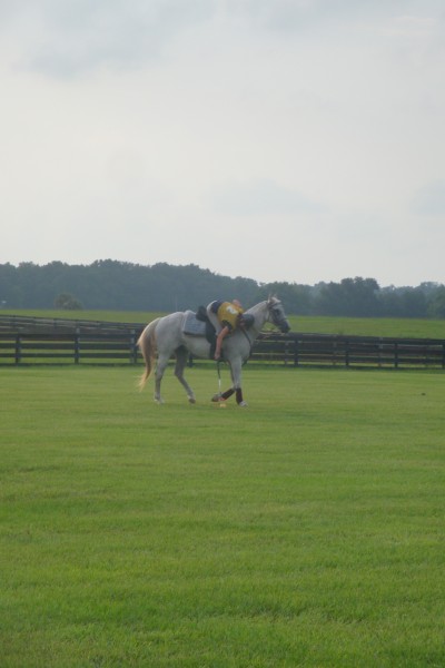 Polocross en Floride