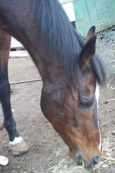 clem un cheval au propritaire indigne
