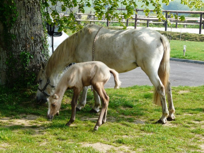 Farandole et Bagatelle