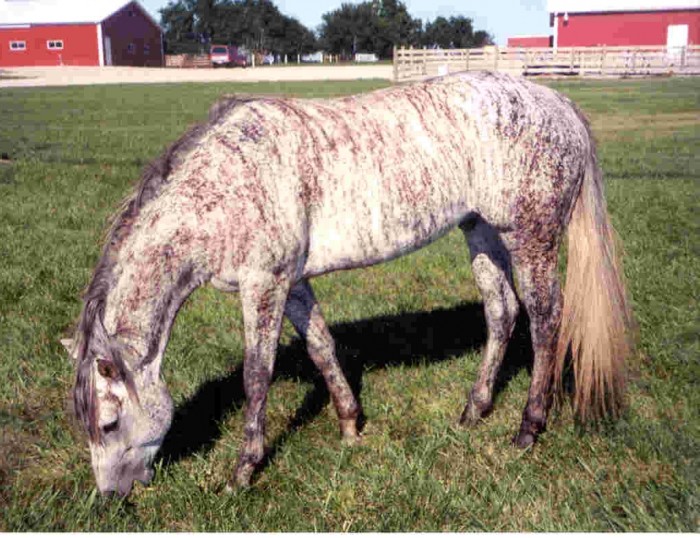 Brindle Horse