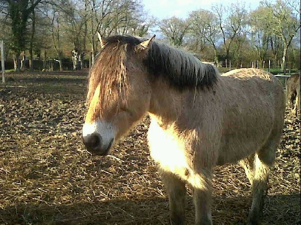 Mon Shadow  moi !!