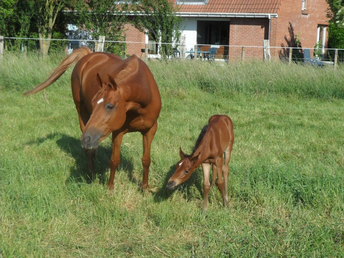 Les girafes