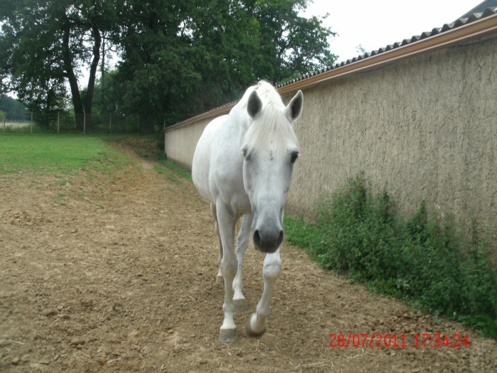 GALAAD DES FEES