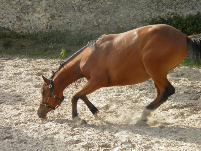 Tszar chercheur d'or....!!!!