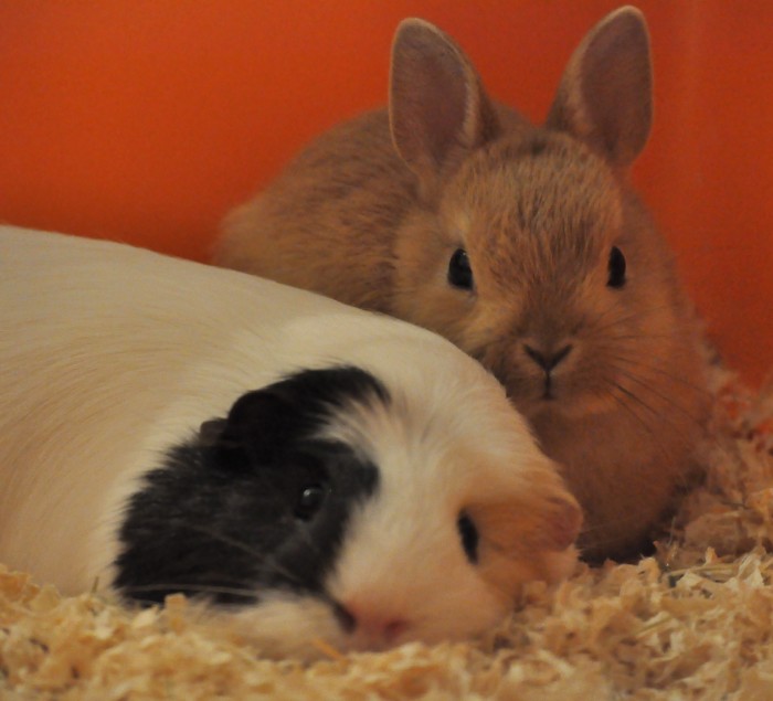Lilou & Lypsi