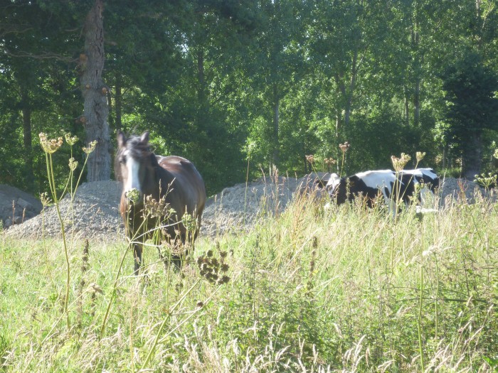 rencontre avec une vache...