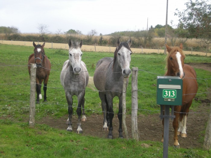 Les poneys  la porte Romo Rio Sheriff et