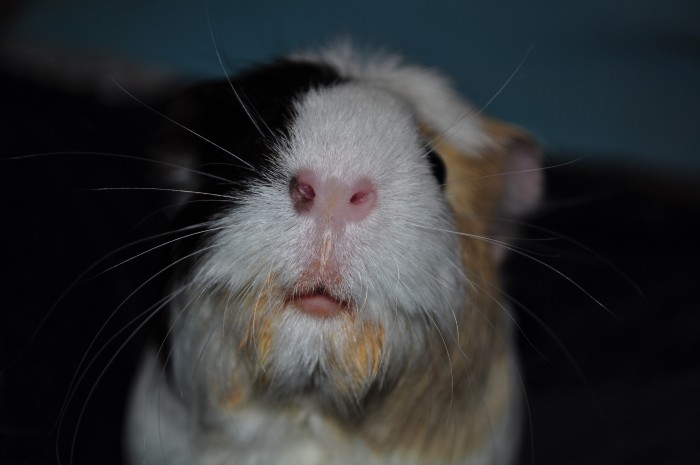 Lilou