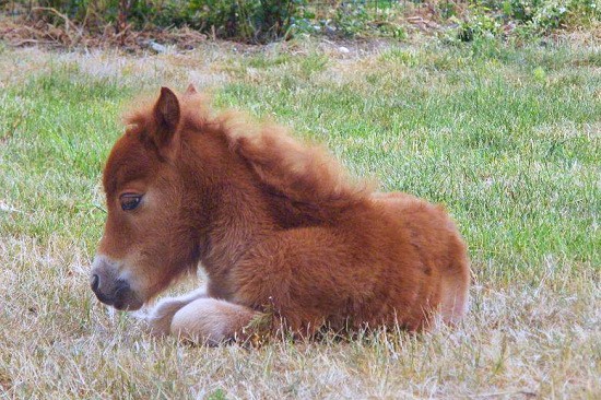 Petit poulain