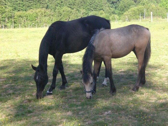 Apywin & Akari