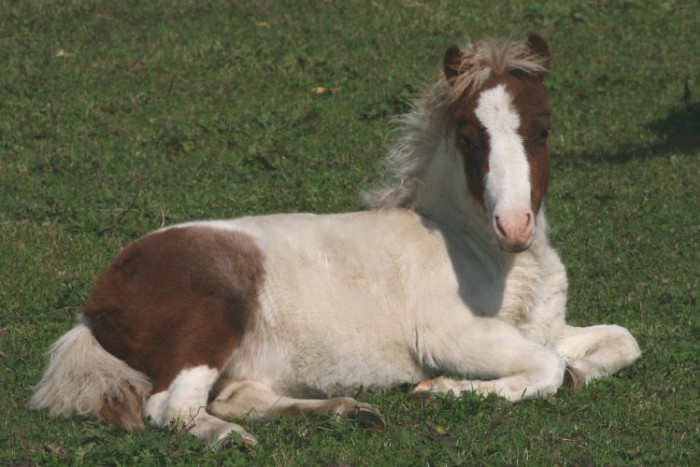 Shetland