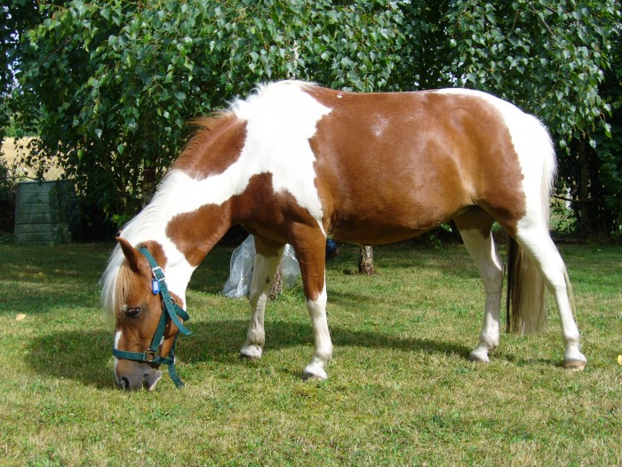 Combien de kilos de foin pour un poney au près