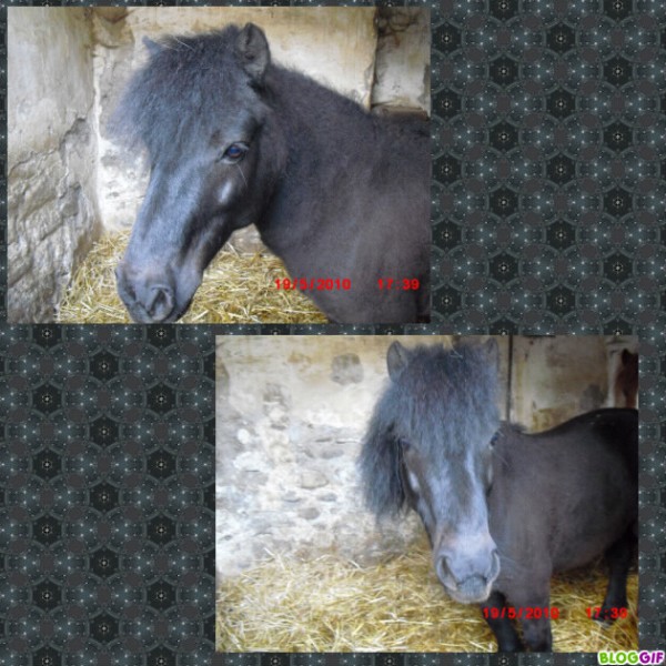 chonchon un shetland trop mimi