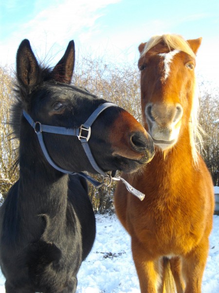 Mercredi le mulet et Piou