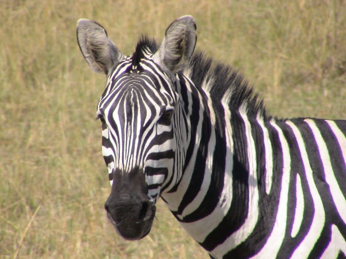 et maintenant de face