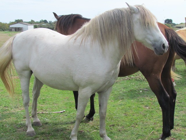 noisette camargaise de 5 ans