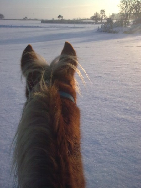 Piou dans la neige !