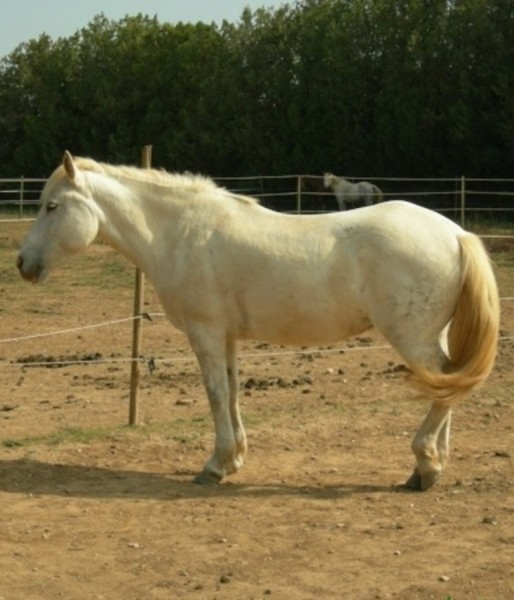 Bosco,  mon premier cheval