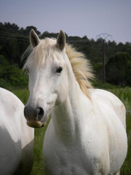 Kaban, le cheval que je dresse