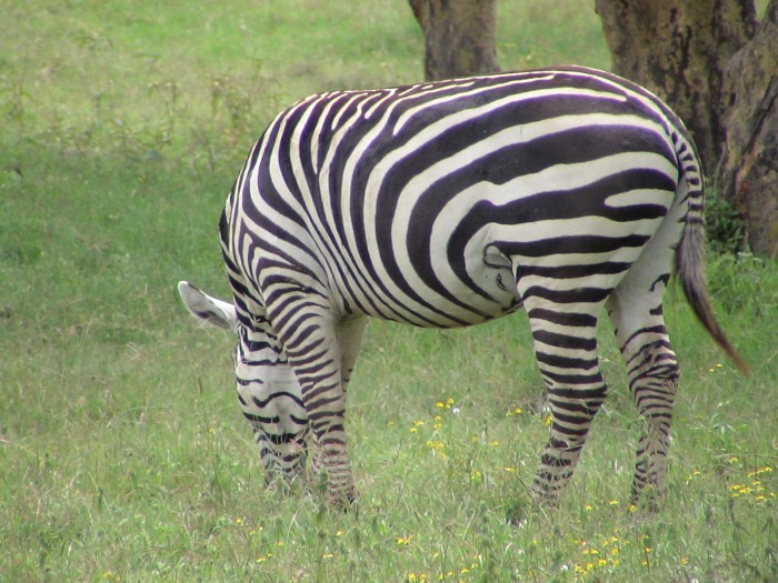 un autre cousin du cheval que g vu au kenya en safari dans la savane