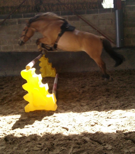 saut en libert� 90cm