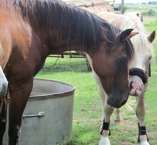 Fuego mon haflinger de 5 ans et le trotteur de 20 ans