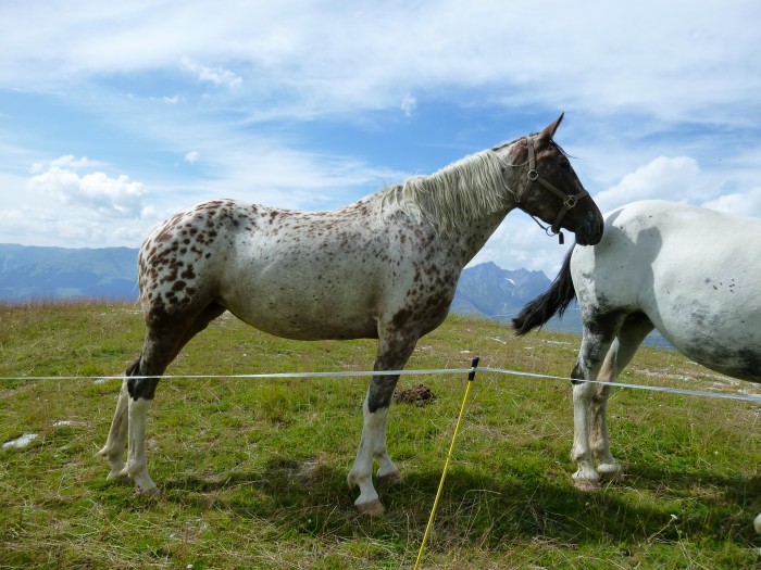 me revoici encore avec les chevaux