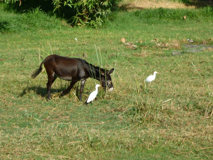 un cousin du cheval que g vu en �gypte