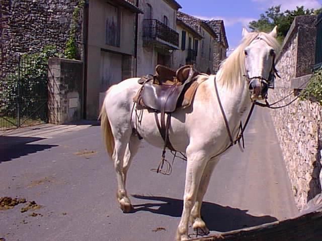 Nans, mon cheval de travail pour les taureaux