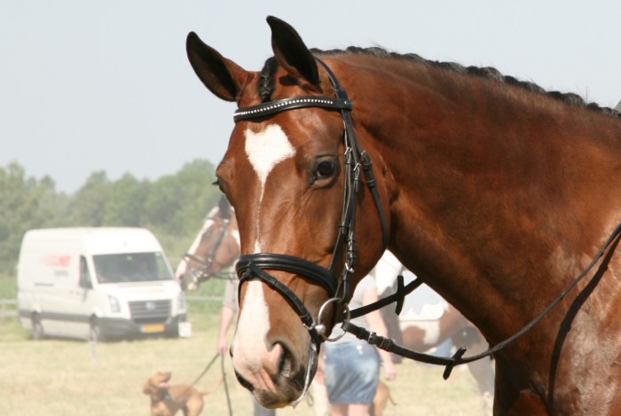 wigandi / jetset d x havidoff 2