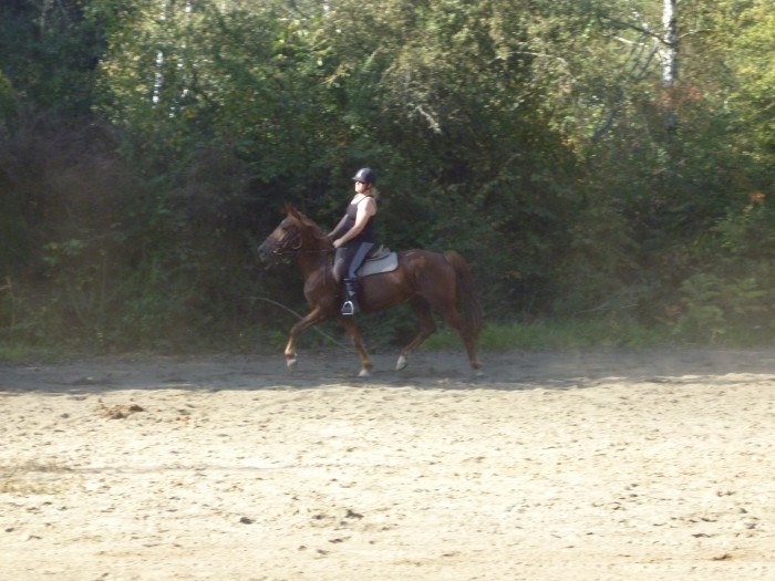 Cours mise en selle/dressage septembre 2011