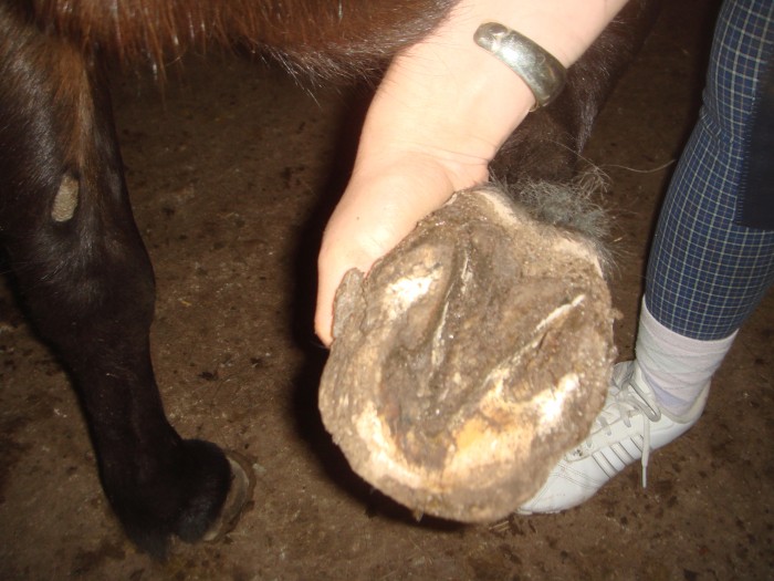 Sabot de Paula avec ligne blanche largie mais sans affaissement de l'os