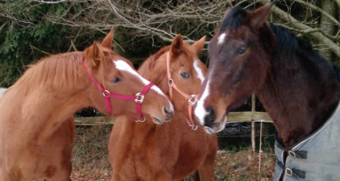 LA petite famille