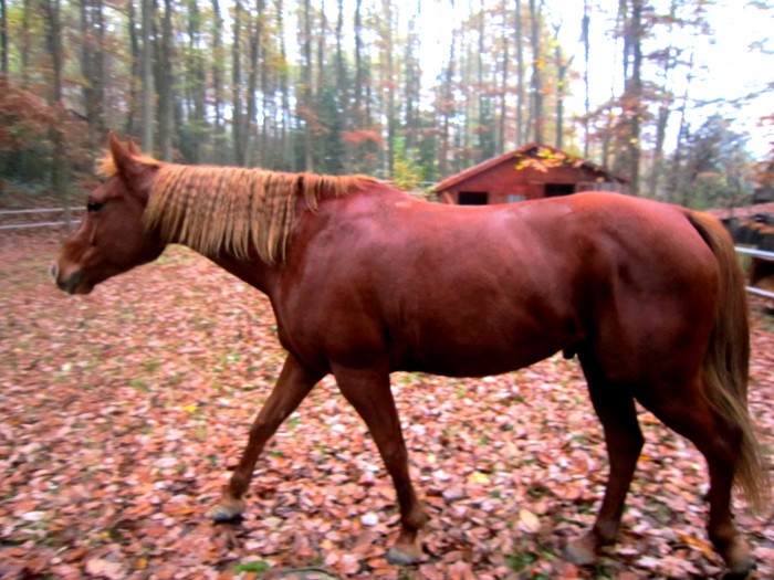 Stormy, le quarter horse, 5 ans, 