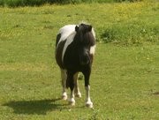 nenette, la shetland, 7 ans, fourbure chronique