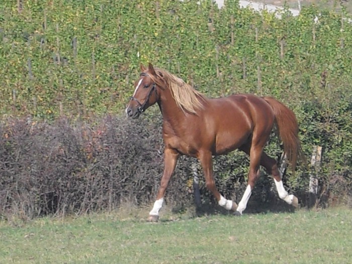 Silver dans un petit trot avec son nouveau Filet