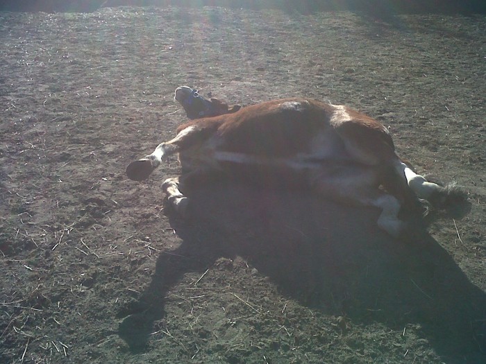 Bowy :) <3