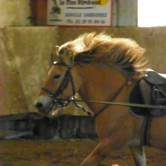 Poney de course ! :P