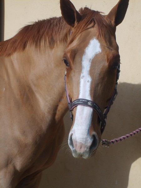 tala