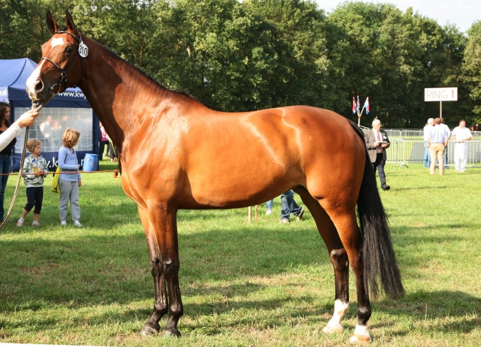 wigandi / jetset d x havidoff 4