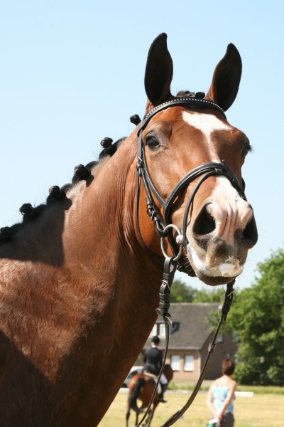 wigandi / jetset d x havidoff 3