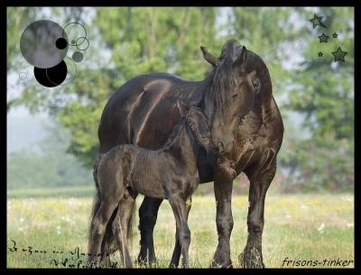 poulain et sa maman!!!!!!!!!