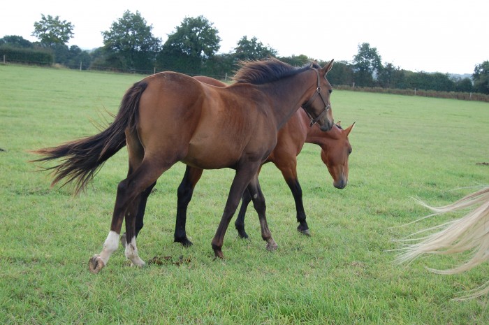 fils de Cor de Hus - sept. 2011