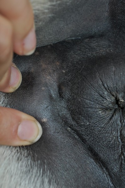 Petites boules à côté de l'anus